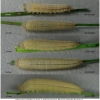 mel galathea larva3 volg